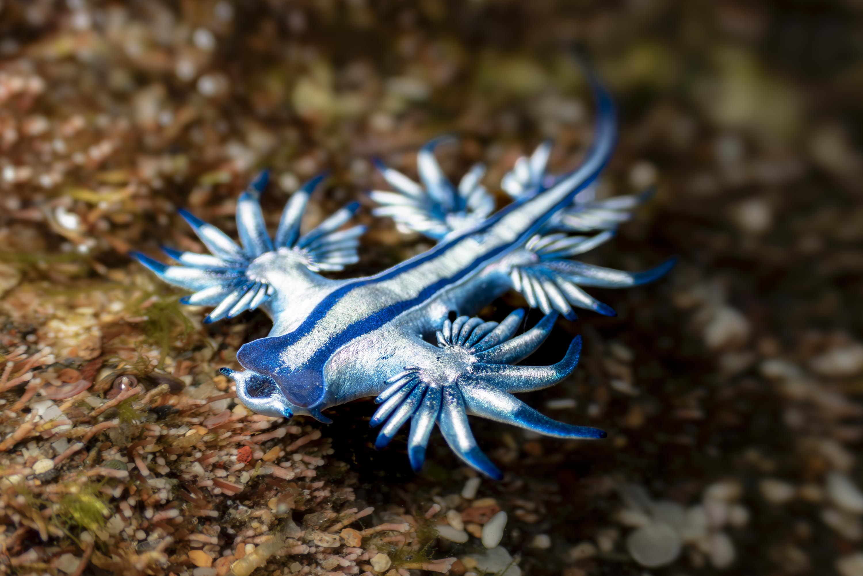 Dragón azul (Glaucus atlanticus) en un charco intermareal de Gran Canaria